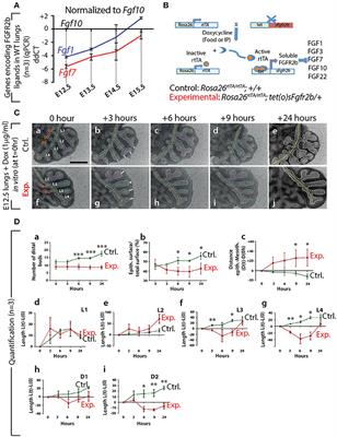 A Comprehensive Analysis of Fibroblast Growth Factor Receptor 2b Signaling on Epithelial Tip Progenitor Cells During Early Mouse Lung Branching Morphogenesis